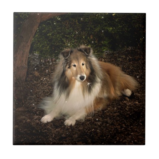 Sheltie Magic Tile Tegeltje (Voorkant)