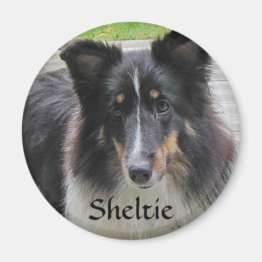 Sheltie Magneet (Voorkant)