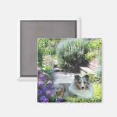 Sheltie Magnet (Voorkant / Achterkant)