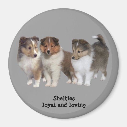Sheltie Magnet (Voorkant)