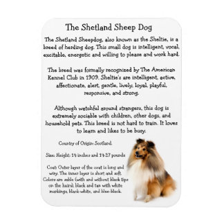 Sheltie Magnet Magneet
