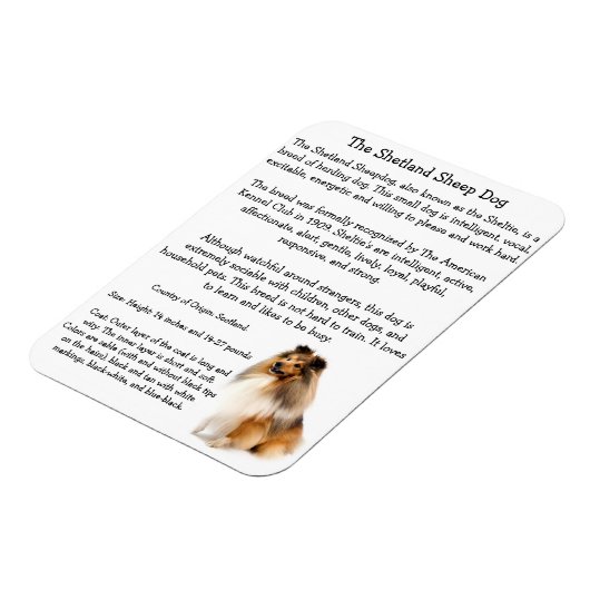 Sheltie Magnet Magneet (Linkerzijde)
