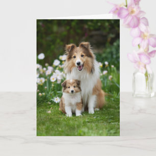 Sheltie Moeder Moederdag Liefde Kaart