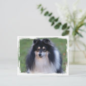 Sheltie Photo Briefkaart (Staand voorkant)