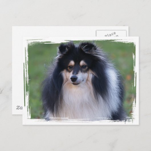 Sheltie Photo Briefkaart (Voorkant / Achterkant)