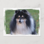 Sheltie Photo Briefkaart (Voorkant)
