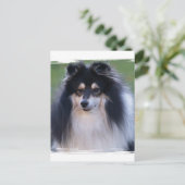 Sheltie Photo Briefkaart (Staand voorkant)