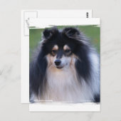Sheltie Photo Briefkaart (Voorkant / Achterkant)