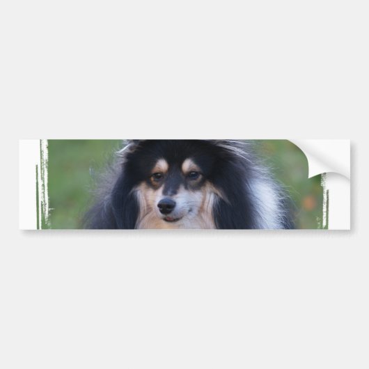 Sheltie Photo Bumpersticker (Voorkant)