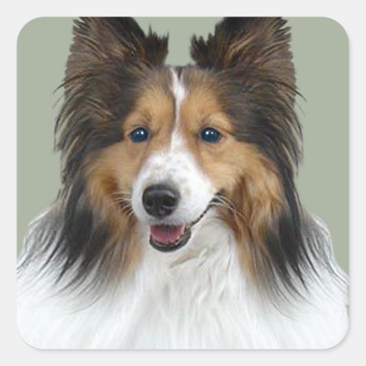 Sheltie Portrait Vierkante Sticker (Voorkant)