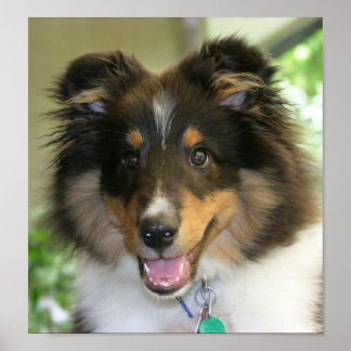 Sheltie Poster