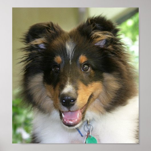 Sheltie Poster (Voorkant)