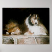 Sheltie Poster (Voorkant)