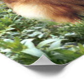 Sheltie Print (Hoek)