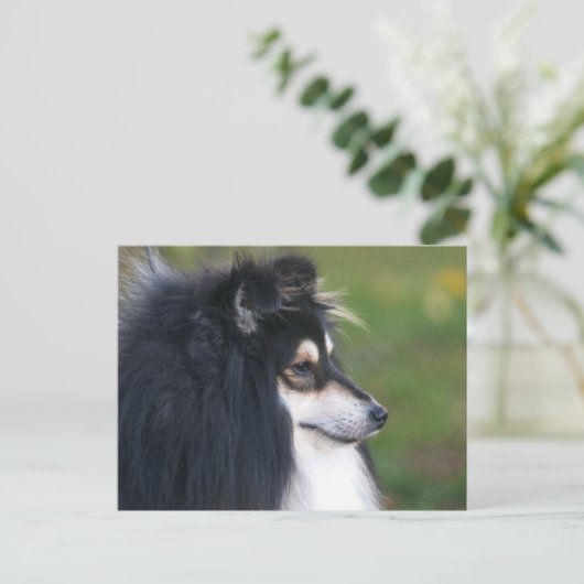 Sheltie Puppy Briefkaart (Staand voorkant)