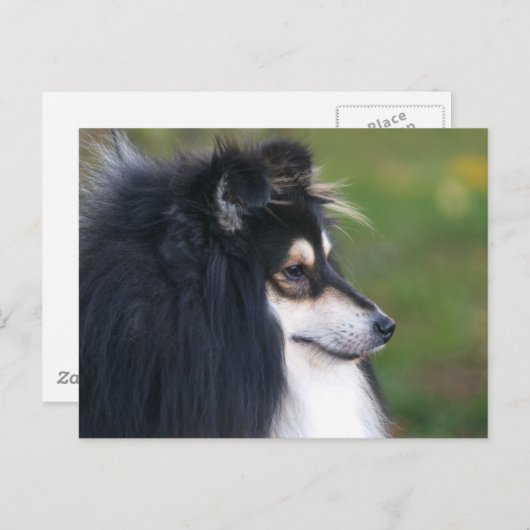 Sheltie Puppy Briefkaart (Voorkant / Achterkant)