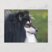 Sheltie Puppy Briefkaart (Voorkant)