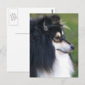 Sheltie Puppy Briefkaart (Voorkant / Achterkant)
