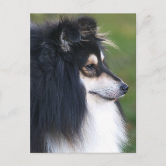 Sheltie Puppy Briefkaart (Voorkant)