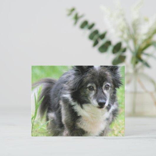 Sheltie Puppy Dog Briefkaart (Staand voorkant)