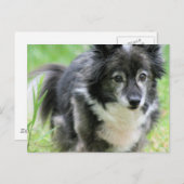 Sheltie Puppy Dog Briefkaart (Voorkant / Achterkant)