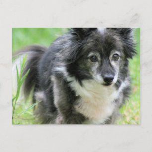 Sheltie Puppy Dog Briefkaart