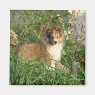Sheltie puppy staande in gras en bloemen magneet