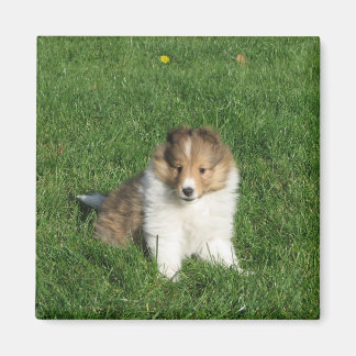 Sheltie puppy zittend in grasmagneet Magneet