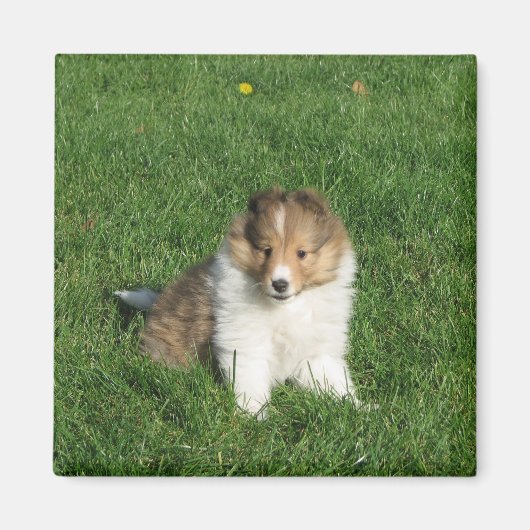  Sheltie puppy zittend in grasmagneet Magneet (Voorkant)