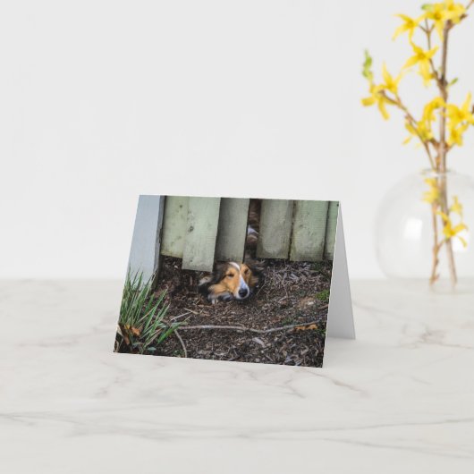 Sheltie Shetland Sheepdog Funny Kaart (Gele Bloem)