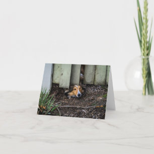 Sheltie Shetland Sheepdog Funny Kaart