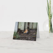 Sheltie Shetland Sheepdog Funny Kaart (Voorkant)