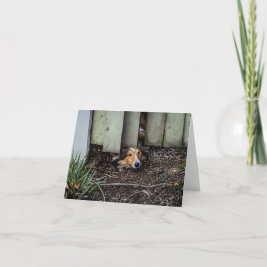 Sheltie Shetland Sheepdog Funny Kaart (Voorkant)