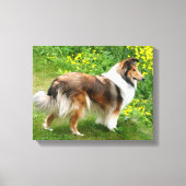 Sheltie Shetland Sheepdog Schilderij Canvas Afdruk (Voorkant)