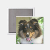 Sheltie Square Magnet (Voorkant / Achterkant)