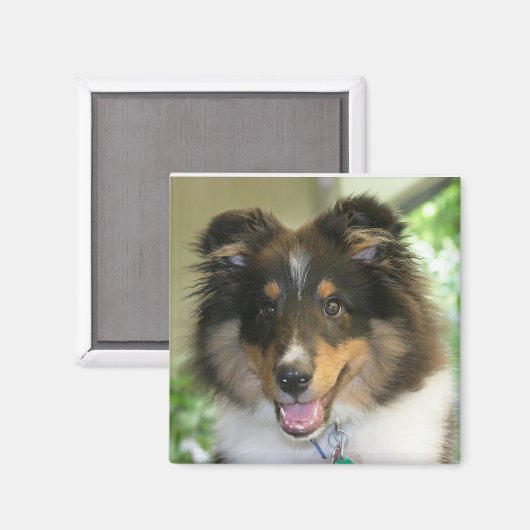 Sheltie Square Magnet (Voorkant / Achterkant)