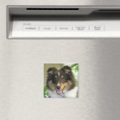 Sheltie Square Magnet (Insitu (Vaatwasser))
