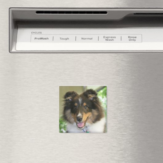 Sheltie Square Magnet (Insitu (Vaatwasser))