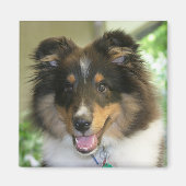 Sheltie Square Magnet (Voorkant)