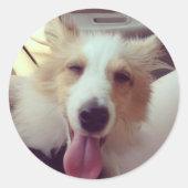 Sheltie Sticker (Voorkant)