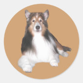 Sheltie Sticker (Voorkant)