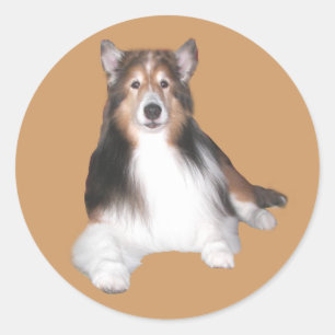 Sheltie Sticker