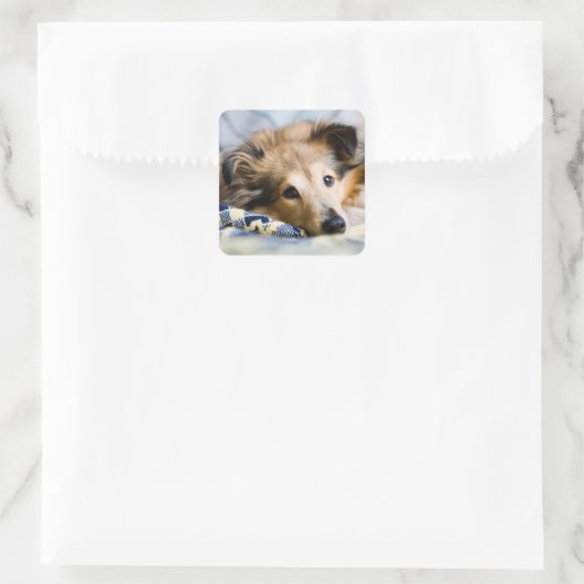 Sheltie sticker (Tas)