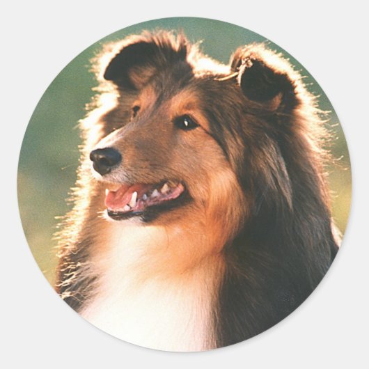 Sheltie Sticker (Voorkant)