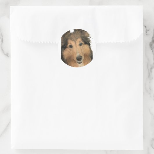Sheltie Stickers (Tas)