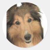 Sheltie Stickers (Voorkant)