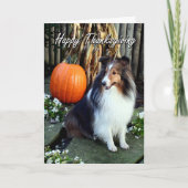 Sheltie Thanksgiving Kaart (Voorkant)