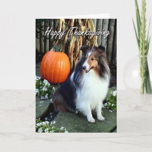 Sheltie Thanksgiving Kaart