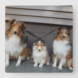 Sheltie Trio Wall Clokd Vierkante Klok