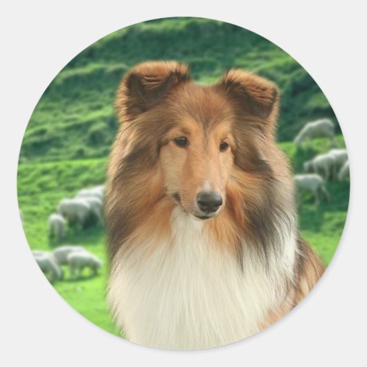 Shelties Lood #2 Stickers (Voorkant)